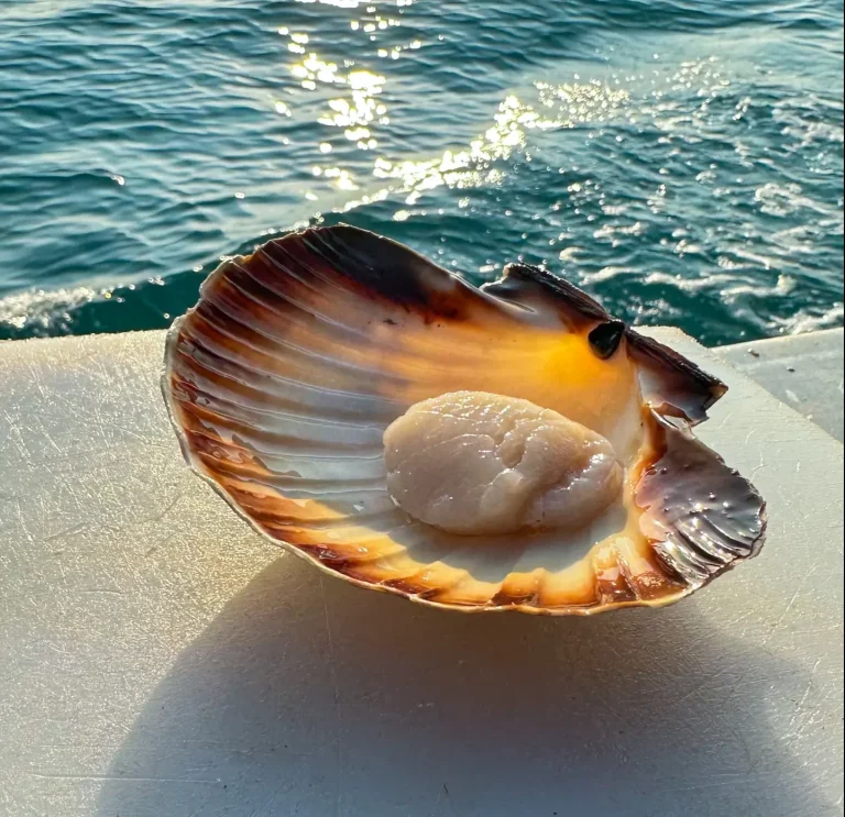 Coquilles saint-jacques vivantes pêché par Kidourmor