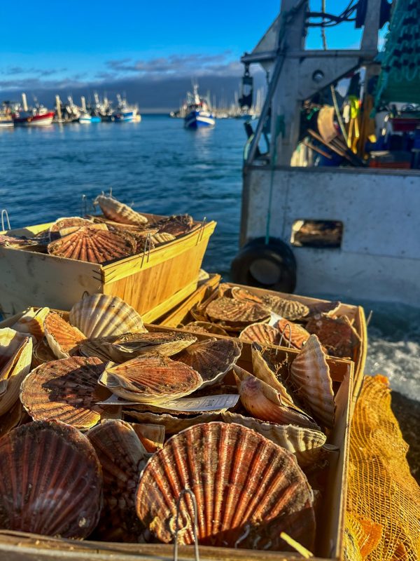 Bourriche coquilles Saint-Jacques